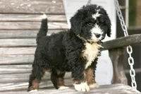 Jacquelyn, a female Bernedoodle for sale in Knob Noster, MO – 6 of 10
