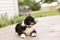 Juliette, a female Bernedoodle for sale in Knob Noster, MO – 6 of 10