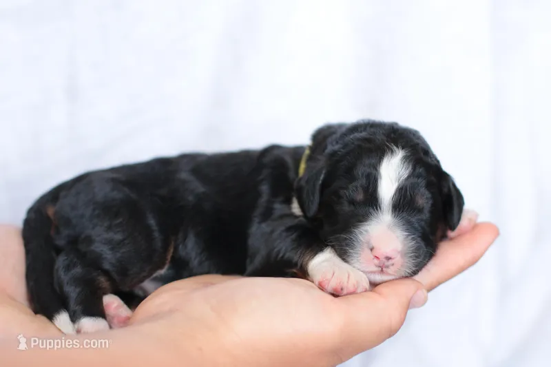 Jacquelyn – Bernedoodle puppy for sale in Knob Noster, MO