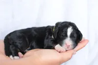 Jacquelyn, a female Bernedoodle for sale in Knob Noster, MO – Photo 1 of 3