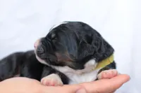Jacquelyn, a female Bernedoodle for sale in Knob Noster, MO – Photo 2 of 3