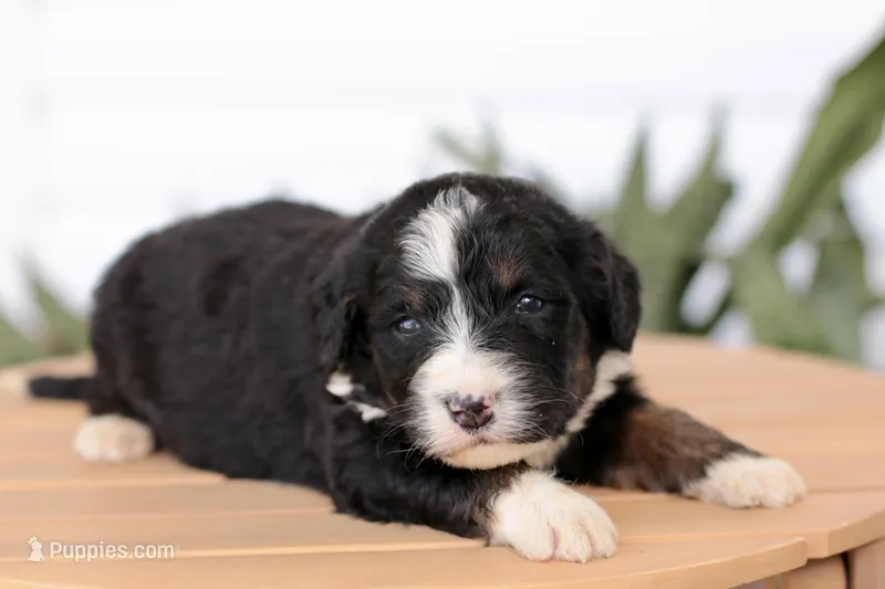 Jacquelyn – Bernedoodle puppy for sale in Knob Noster, MO
