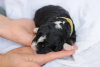 Jacquelyn, a female Bernedoodle for sale in Knob Noster, MO – Photo 3 of 3
