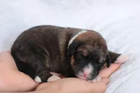 Joey, a male Bernedoodle for sale in Knob Noster, MO – Photo 2 of 2