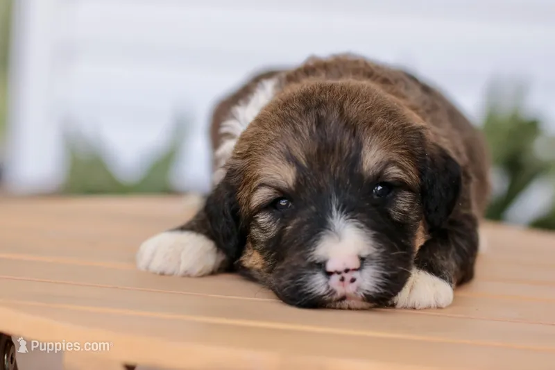 Joey – Bernedoodle puppy for sale in Knob Noster, MO