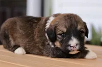 Joey, a male Bernedoodle for sale in Knob Noster, MO – 9 of 10
