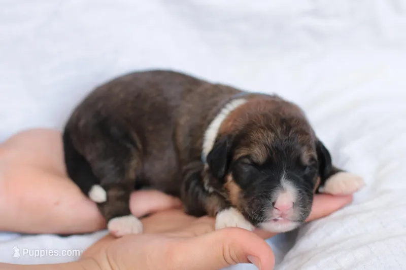 Joey – Bernedoodle puppy for sale in Knob Noster, MO