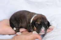 Joey, a male Bernedoodle for sale in Knob Noster, MO – Photo 1 of 2