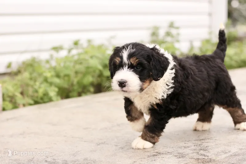 Juliette – Bernedoodle puppy for sale in Knob Noster, MO