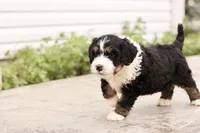 Juliette, a female Bernedoodle for sale in Knob Noster, MO – 2 of 10