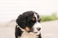 Juliette, a female Bernedoodle for sale in Knob Noster, MO – 4 of 10
