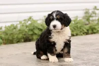 Juliette, a female Bernedoodle for sale in Knob Noster, MO – 3 of 10
