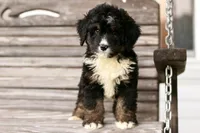 Jodi, a female Bernedoodle for sale in Knob Noster, MO – 4 of 10