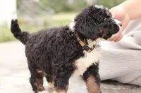 Jacquelyn, a female Bernedoodle for sale in Knob Noster, MO – 5 of 10
