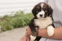 Jean, a female Bernedoodle for sale in Knob Noster, MO – 6 of 9