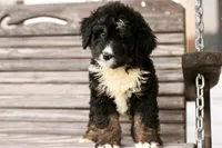 Jodi, a female Bernedoodle for sale in Knob Noster, MO – 2 of 10