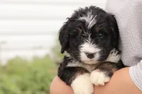 Jacquelyn, a female Bernedoodle for sale in Knob Noster, MO – 3 of 10
