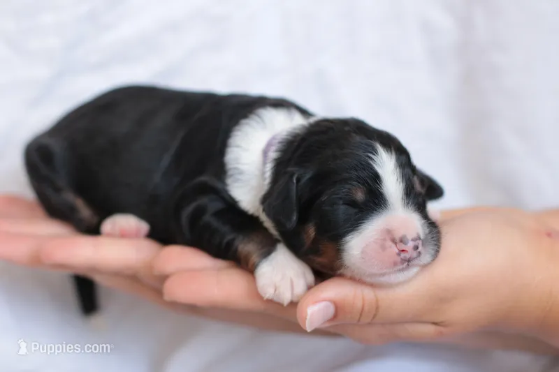 Janie  – Bernedoodle puppy for sale in Knob Noster, MO