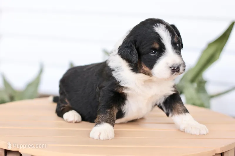 Janie  – Bernedoodle puppy for sale in Knob Noster, MO