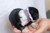 Janie , a female Bernedoodle for sale in Knob Noster, MO – Photo 2 of 2