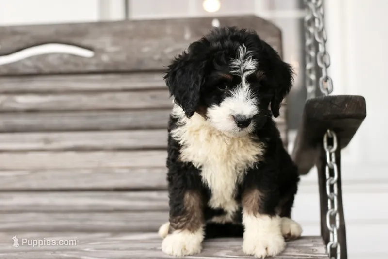 Janie  – Bernedoodle puppy for sale in Knob Noster, MO