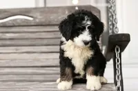 Janie , a female Bernedoodle for sale in Knob Noster, MO – 1 of 10