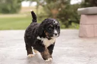 Jodi, a female Bernedoodle for sale in Knob Noster, MO – 7 of 10