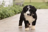 Janie , a female Bernedoodle for sale in Knob Noster, MO – 5 of 10