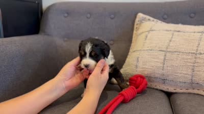 Juliette, a female Bernedoodle for sale in Knob Noster, MO – 9 of 10