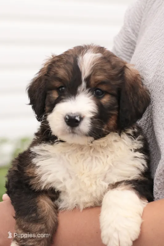 Jean – Bernedoodle puppy for sale in Knob Noster, MO
