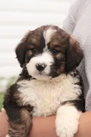 Jean, a female Bernedoodle for sale in Knob Noster, MO – 1 of 9