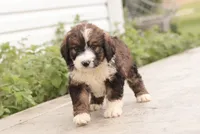 Jean, a female Bernedoodle for sale in Knob Noster, MO – 4 of 9