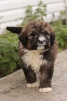 Joey, a male Bernedoodle for sale in Knob Noster, MO – 8 of 10