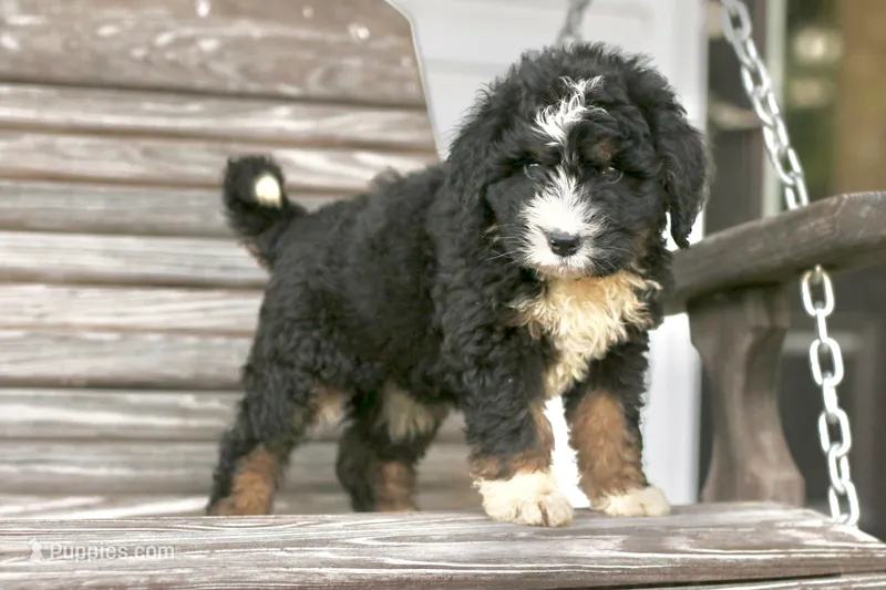 Jacquelyn – Bernedoodle puppy for sale in Knob Noster, MO