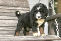 Jacquelyn, a female Bernedoodle for sale in Knob Noster, MO – 1 of 10