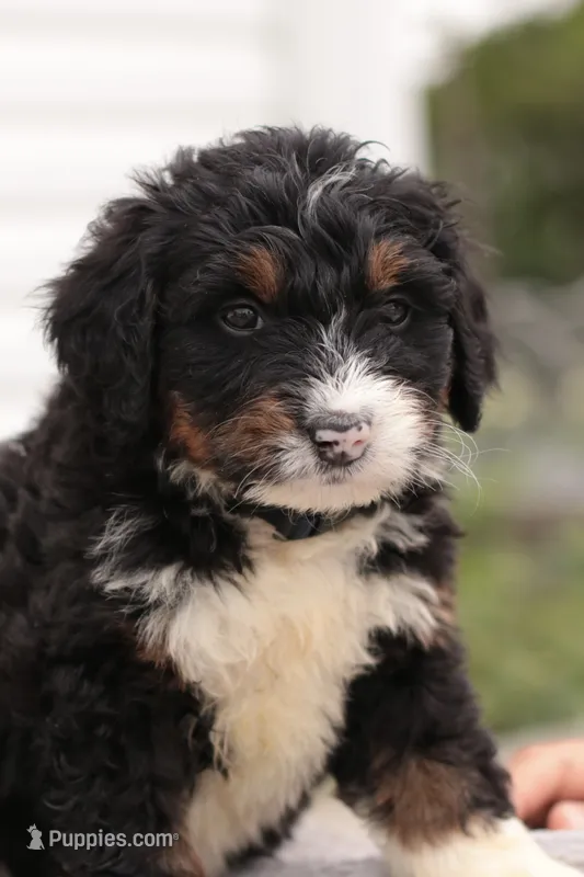 Josephine – Bernedoodle puppy for sale in Knob Noster, MO