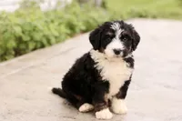 Janie , a female Bernedoodle for sale in Knob Noster, MO – 6 of 10