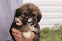 Joey, a male Bernedoodle for sale in Knob Noster, MO – 6 of 10