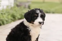 Janie , a female Bernedoodle for sale in Knob Noster, MO – 4 of 10