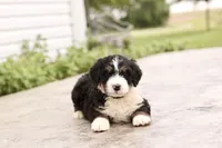 Juliette, a female Bernedoodle for sale in Knob Noster, MO – 5 of 10