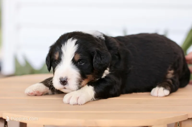 Jim – Bernedoodle puppy on hold in Knob Noster, MO