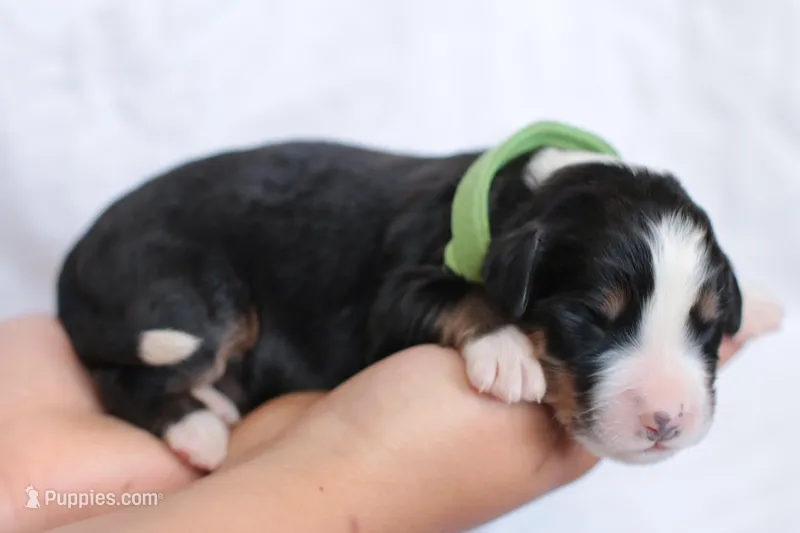 Jim – Bernedoodle puppy for sale in Knob Noster, MO