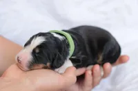 Jim, a male Bernedoodle for sale in Knob Noster, MO – Photo 2 of 2