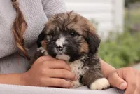 Joey, a male Bernedoodle for sale in Knob Noster, MO – 5 of 10