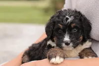 Jodi, a female Bernedoodle for sale in Knob Noster, MO – 5 of 10