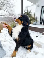 Mabel, a female Bernese Mountain Dog for sale in Knob Noster, MO – Photo 3 of 3