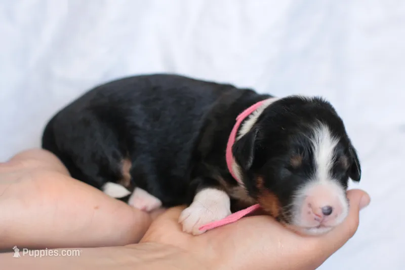 Juliette – Bernedoodle puppy for sale in Knob Noster, MO