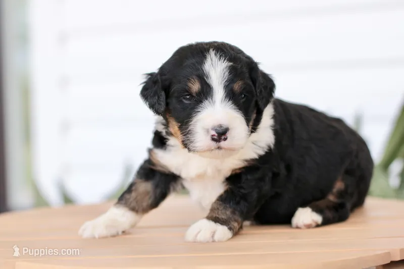 Juliette – Bernedoodle puppy for sale in Knob Noster, MO