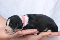 Juliette, a female Bernedoodle for sale in Knob Noster, MO – Photo 2 of 2