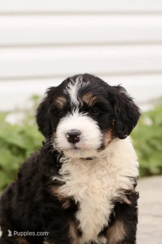 Juliette – Bernedoodle puppy for sale in Knob Noster, MO